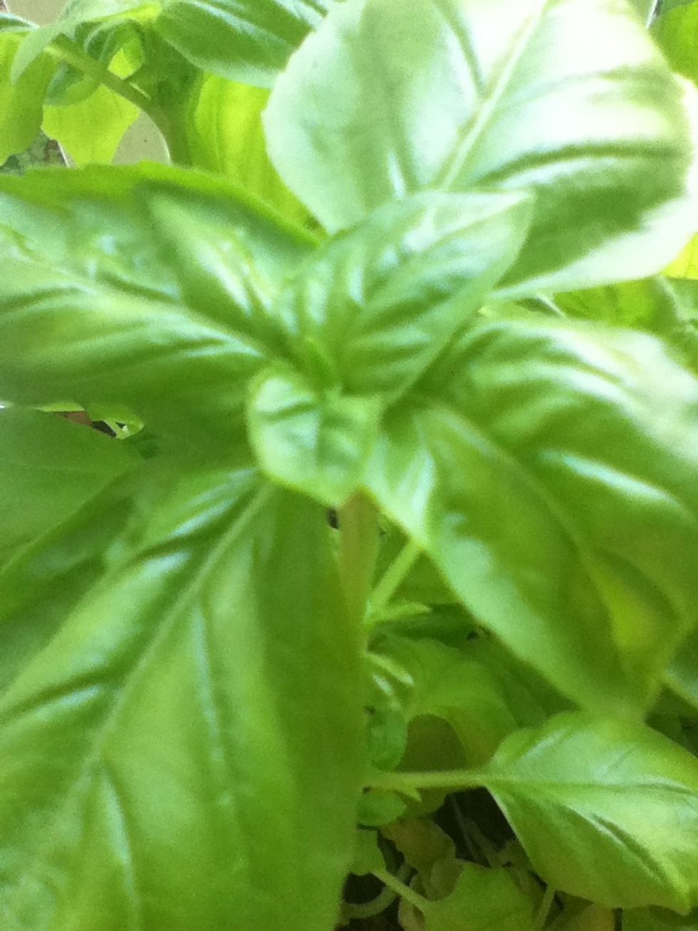 Bright green basil calls summer to mind and breeds good and goofy food ideas.