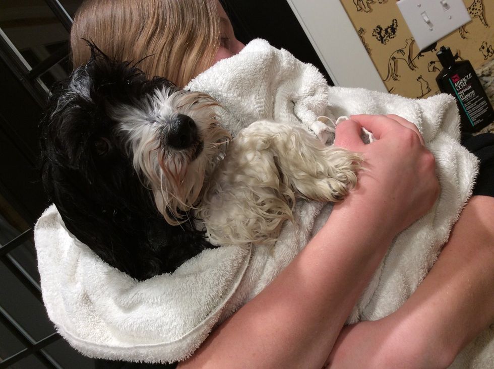 Bring the towel towards the sink and wrap the dog in the towel.