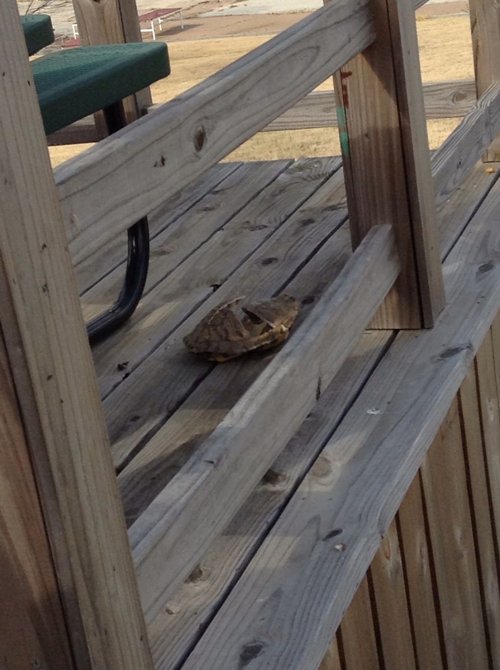 Broken turtle shell