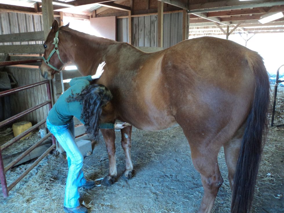 Brush the underside of the horses chest, where the breast strap goes, since the dirt can rub the horse, and leave the skin raw.