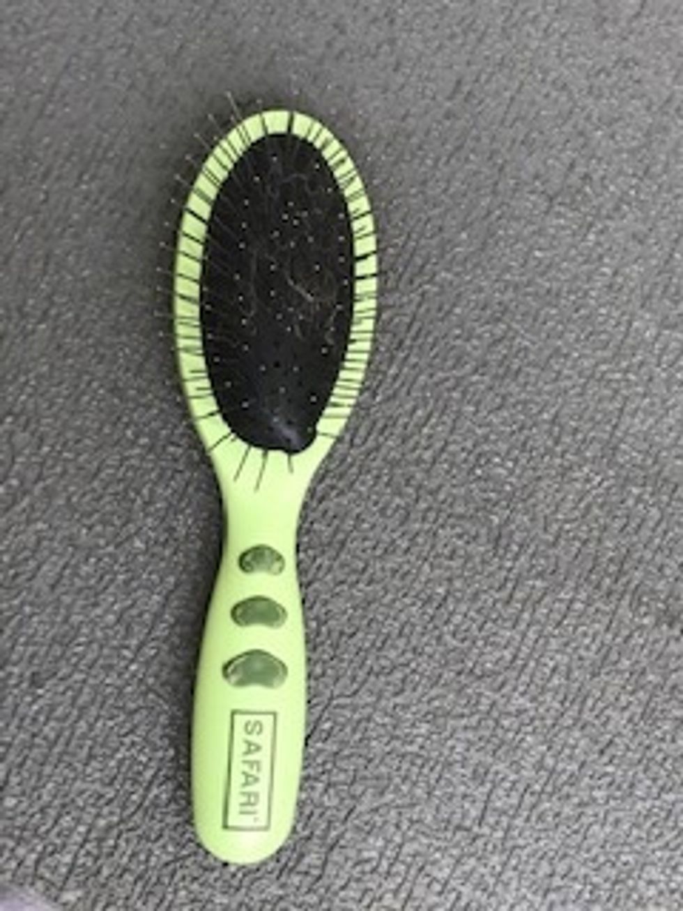 Brush your dog\u2019s hair.