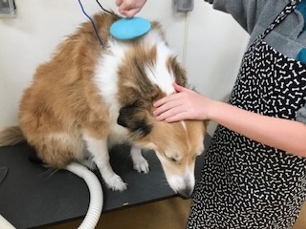 Brush your dog\u2019s hair.