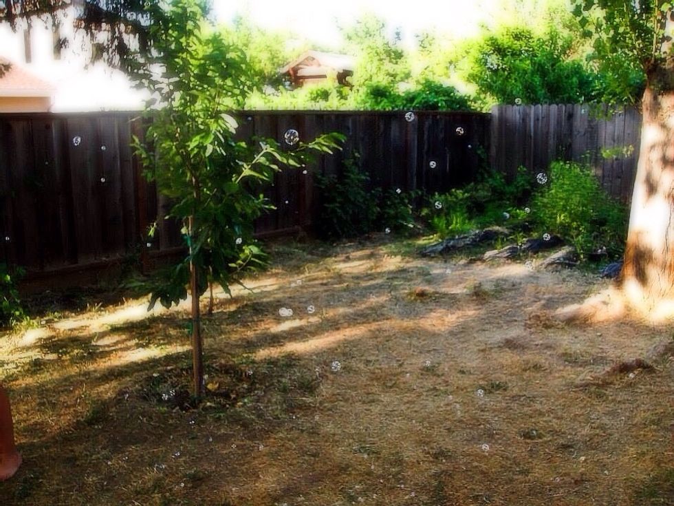 Bubbly backyard