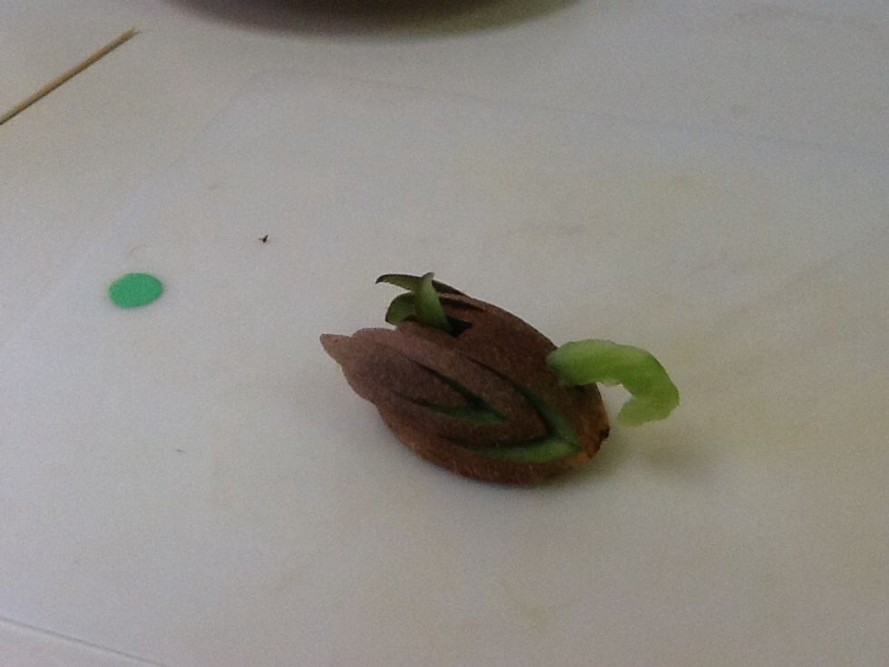 Build your kiwi swan with the wings first. Push each section back the same amount, make sure they won't fall off. Then place the tail and the head in their respective holes.