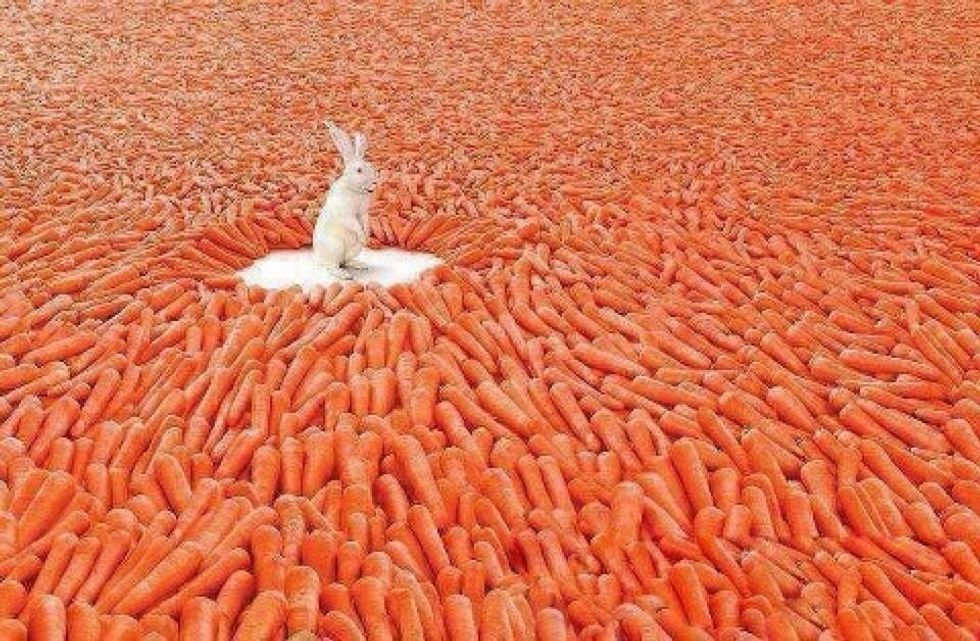 Bunny paradise! \ud83d\ude04