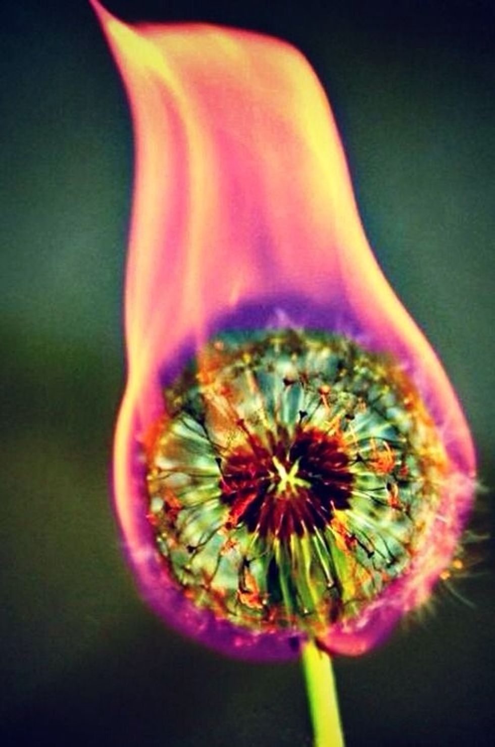 Burn a dandelion! It makes the flame a rainbow color!