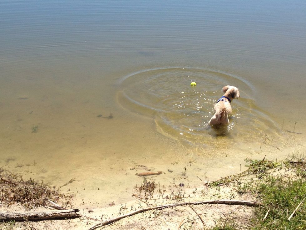But once the water gets too deep, your dog will probably be scared and retreat. Don't worry - this is a normal reaction. It just means its time for the hands on portion of the training.