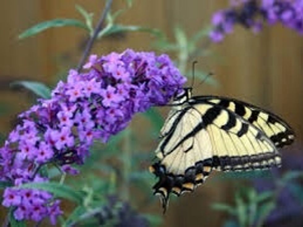 Butterfly Bush: Once these magnificent flowers bloom you will have all kinds of different types of butterflies in your garden. They will then lay their eggs on the parsley, dill, and milkweed.