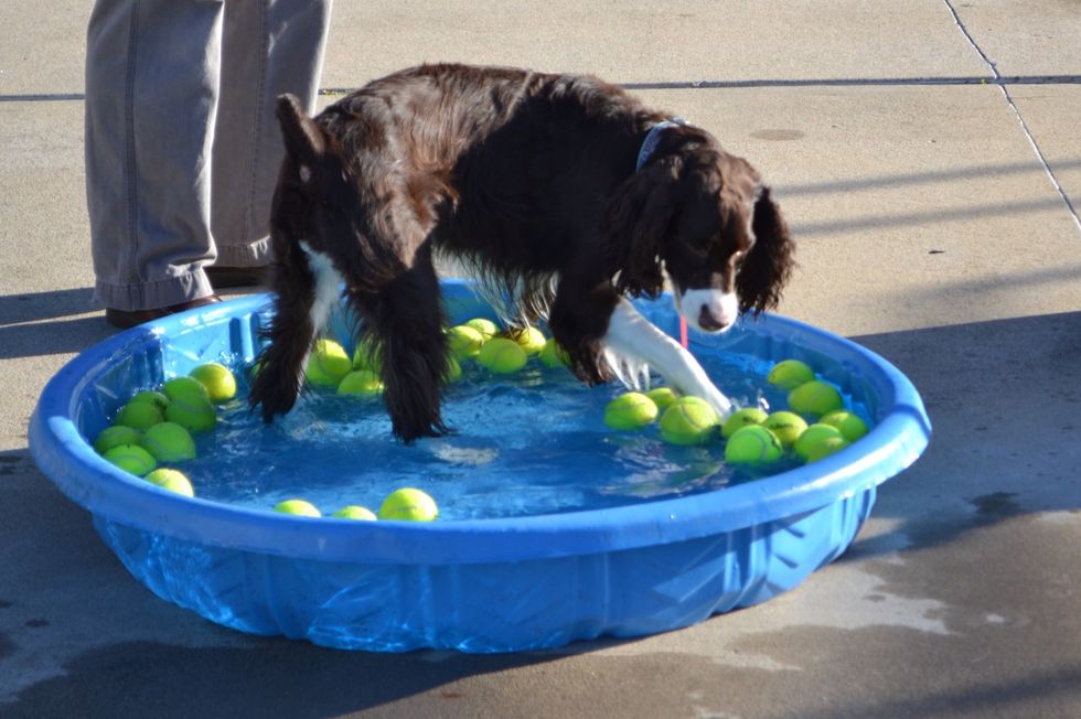 Buy a baby pool for your doggie!  Fill it with hose water and encourage your doggie to go in.  If they're afraid, don't force them.