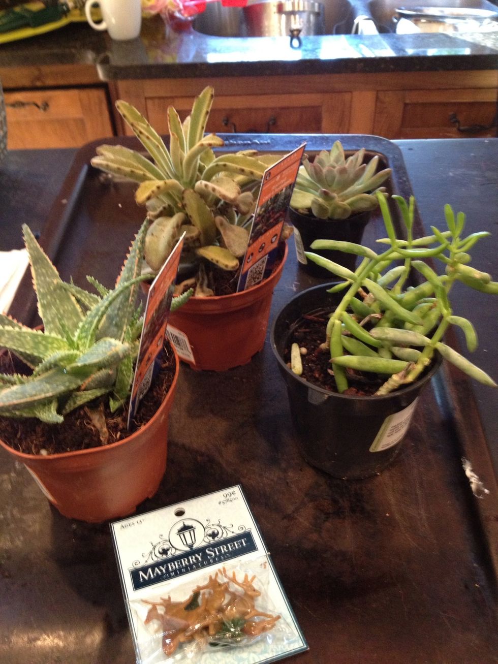 Buy a few succulent plants (Walmart)