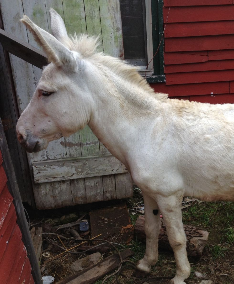 Buy a white donkey some place that sells them