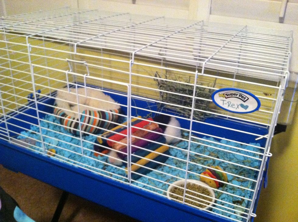 Cage! Your guinea pig's cage should be big enough for some toys and food, but also have room for him to run around. You can see mine hiding. :) Clean the bedding AT LEAST once a week. More is better.