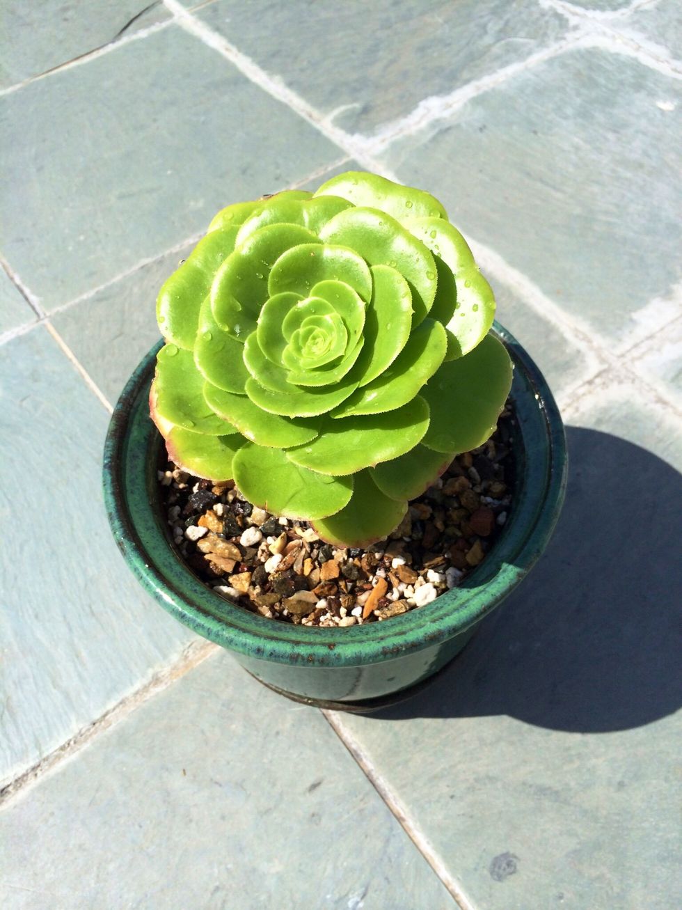 Can't wait for this one to grow bigger!