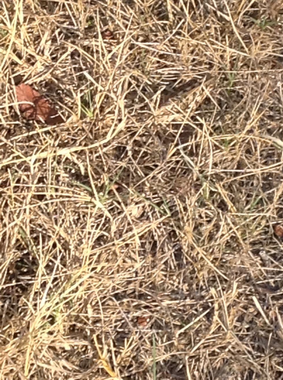 Can you see it? The grasshopper is in the middle of the picture.