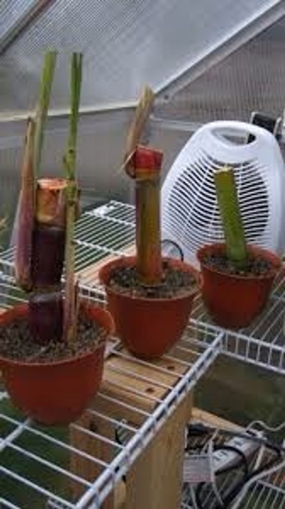 Cane cuttings are potted when roots and new shoots appear, but new shoots from dracaena and croton are often cut off and rerooted in sand.