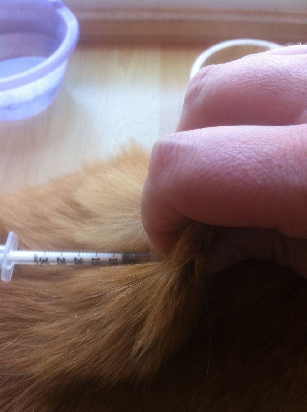 carefully inject the insulin under the skin. It won't hurt, he's too busy eating