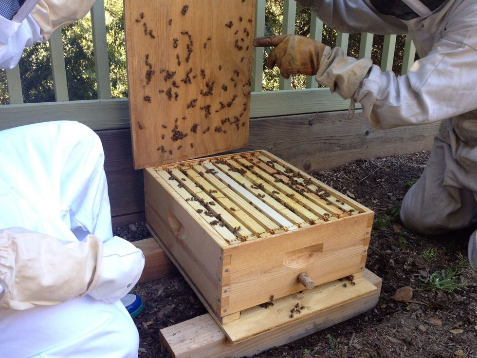 Carefully remove the top cover. Don't smash any worker bees or drones if possible