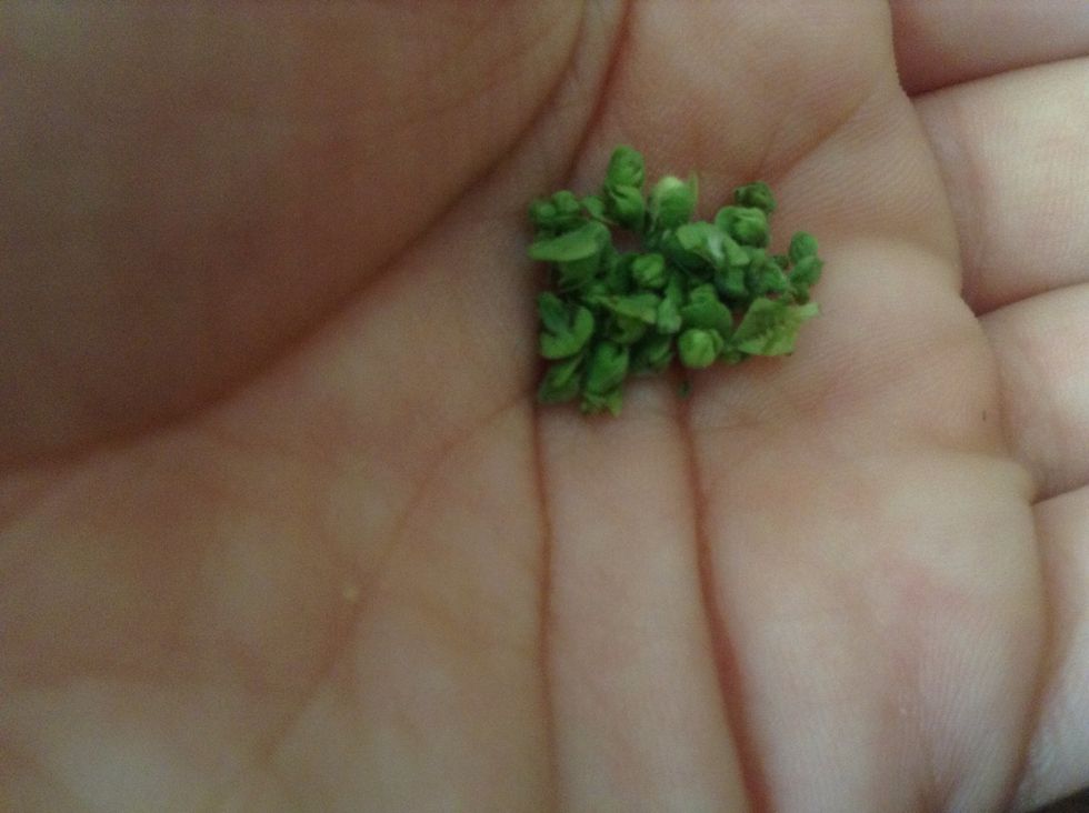 Carefully search the pods and remove the seeds without injuring them