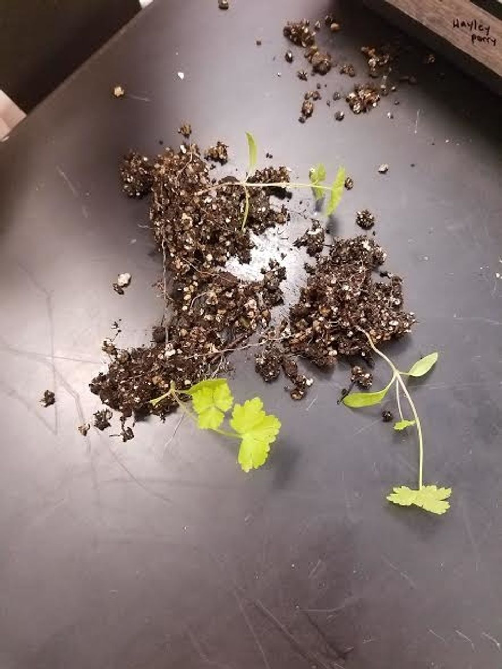 Carefully uproot the seedling without breaking the roots