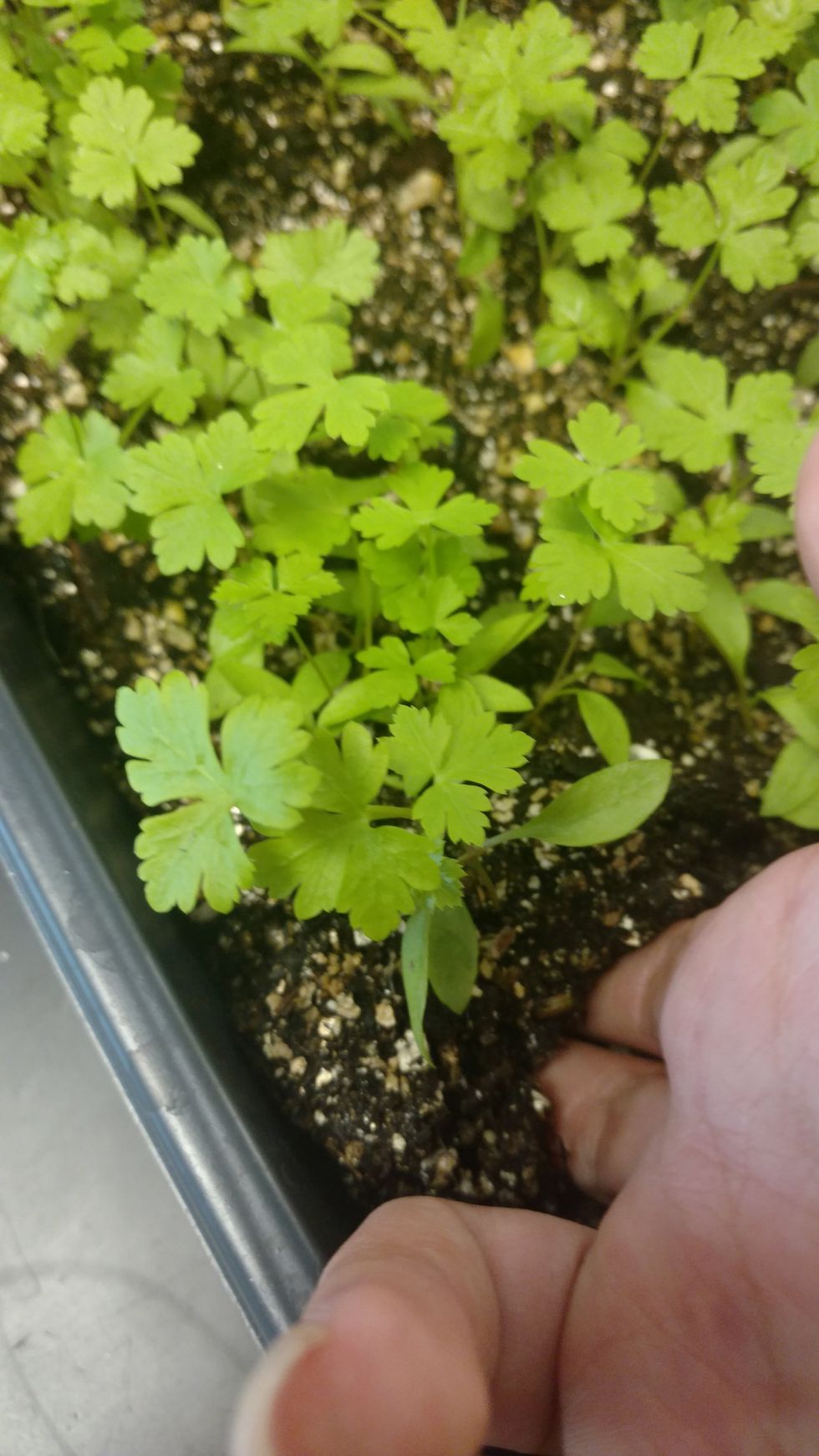 carefully uproot the seedling without hurting the roots