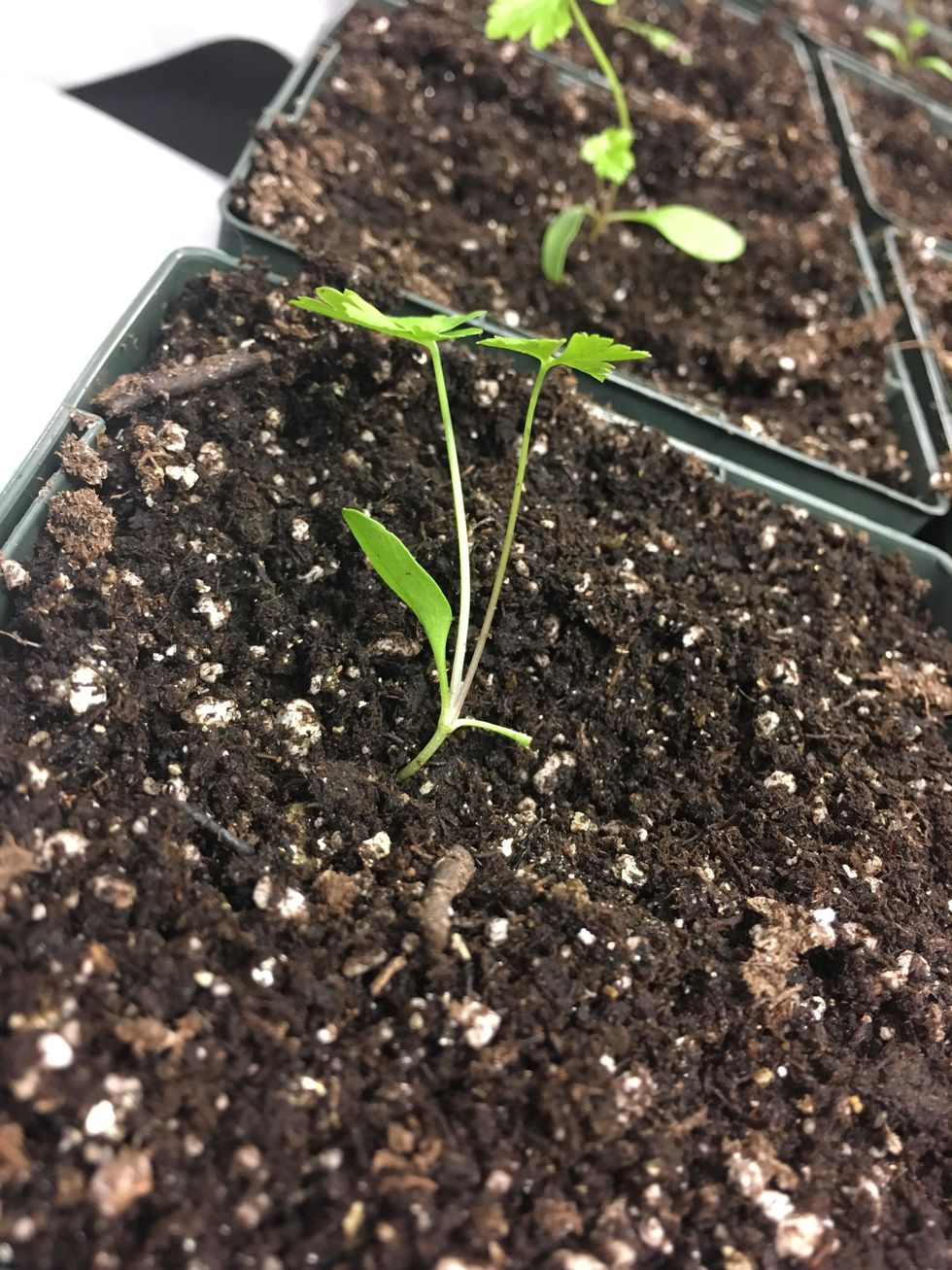 Carefully uproot the seedling without hurting the roots