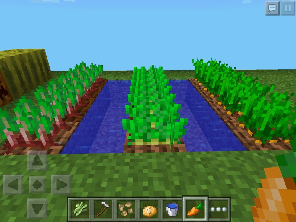 Carrots and Potatoes are dropped from killing Zombies, so be careful! Now they look like the vegetables we want! I'm afraid that these plants aren't renewable so you have to re-plant them each time.