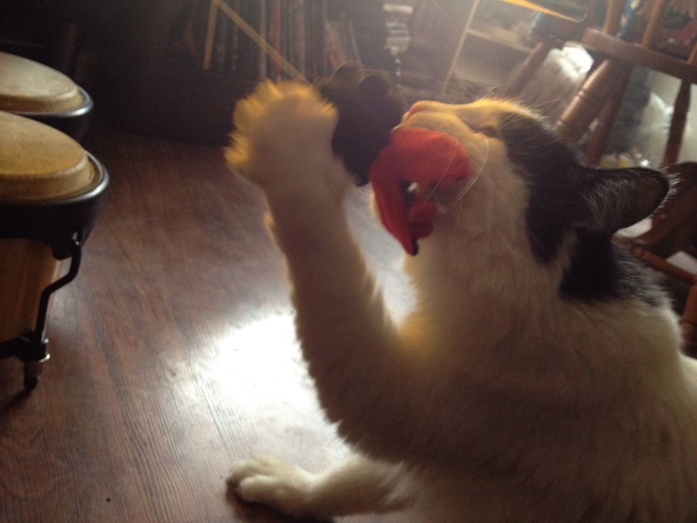 Cats love toys that retract or are elastic such as the "fishing rod" style toys, also small mice or remote control mice, this will keep your indoor cat healthy and active.