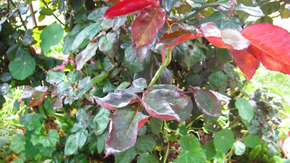 Ceylon Cinnamon Oil can be used to cure " Leaf Curl " a plant disease caused by fungus, like genus Taphrina or a virus like Begomovirus.