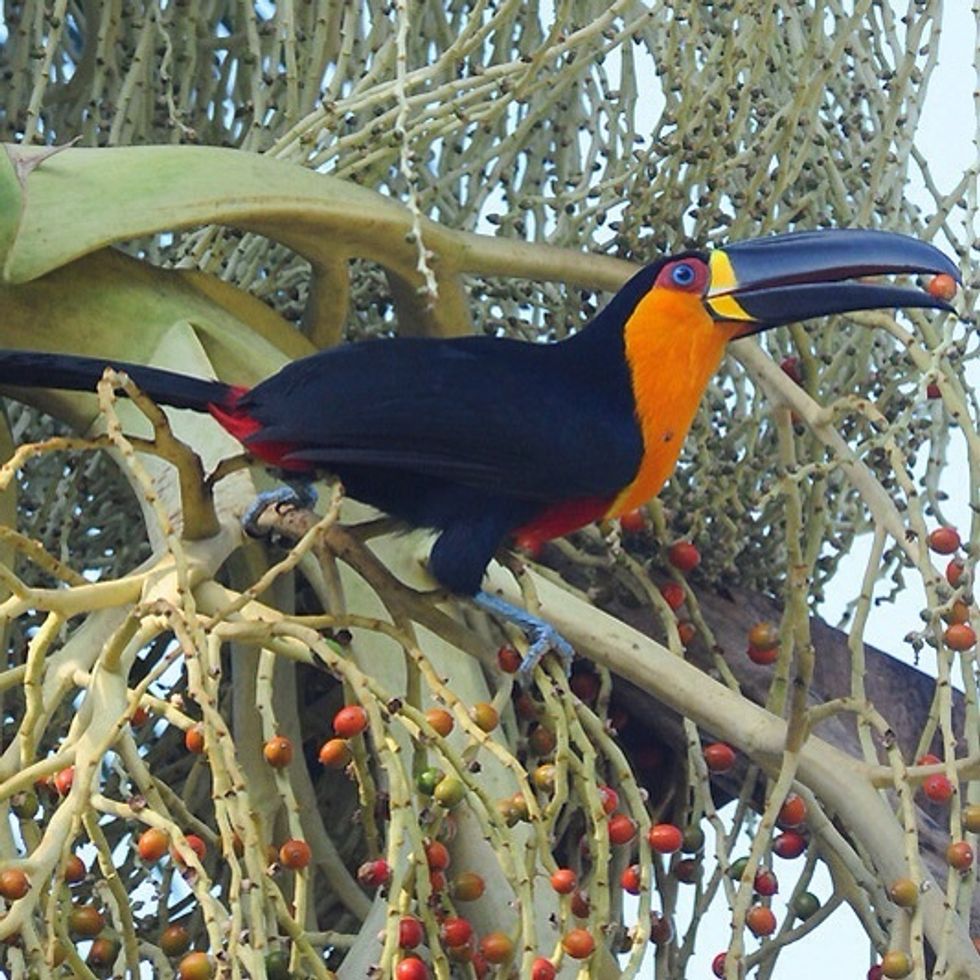 Channel-billed Toucan - Ramphastos vitellinus