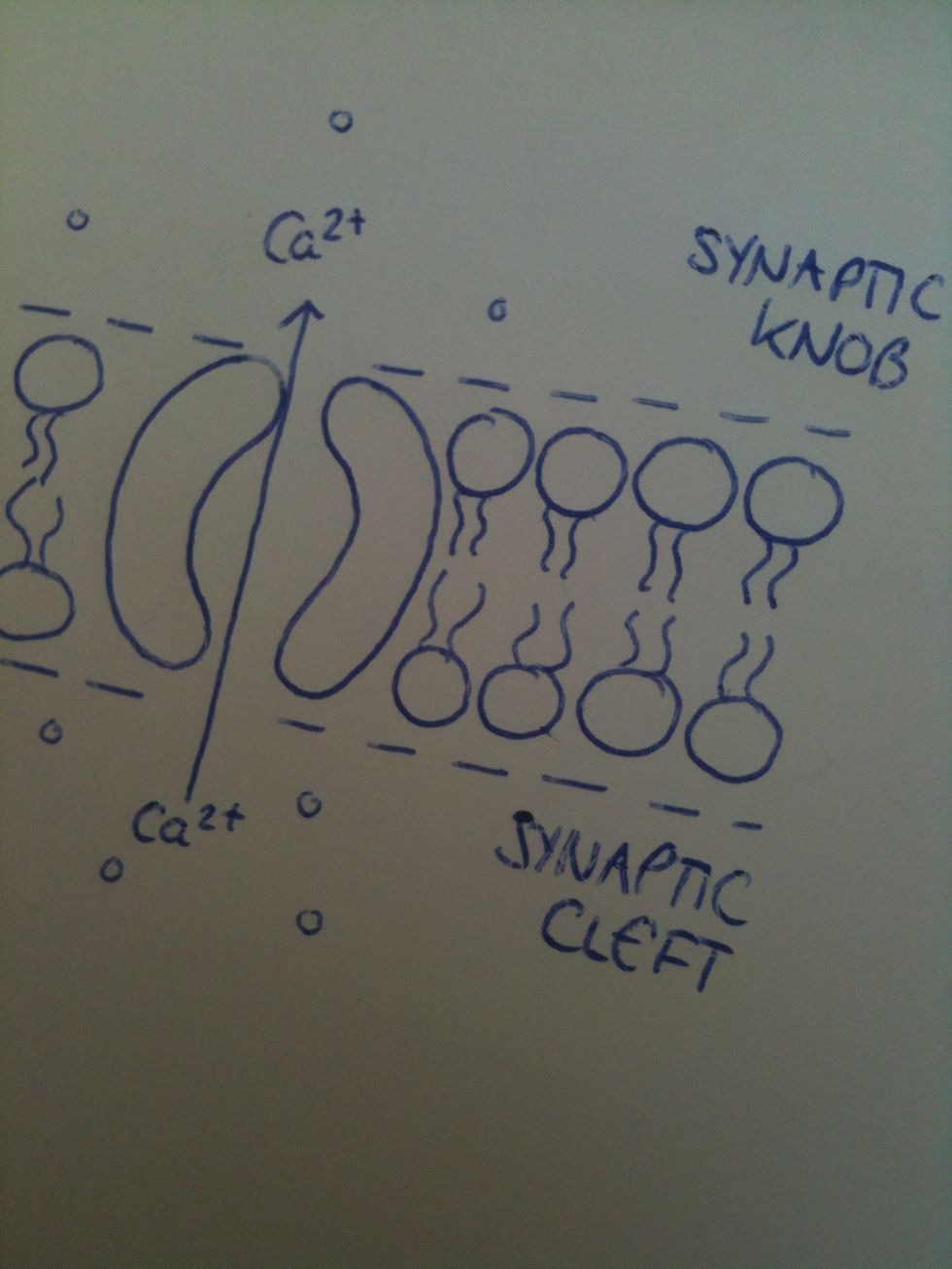 Channel proteins in the pre-synaptic membrane open, allowing Ca2+ ions from the synaptic cleft to enter the synaptic knob.