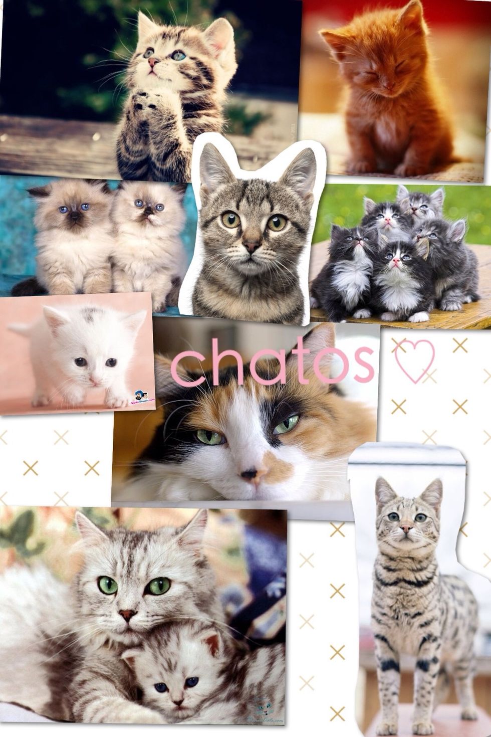 Chatos means cats.  You pronounce it like jahtohs.