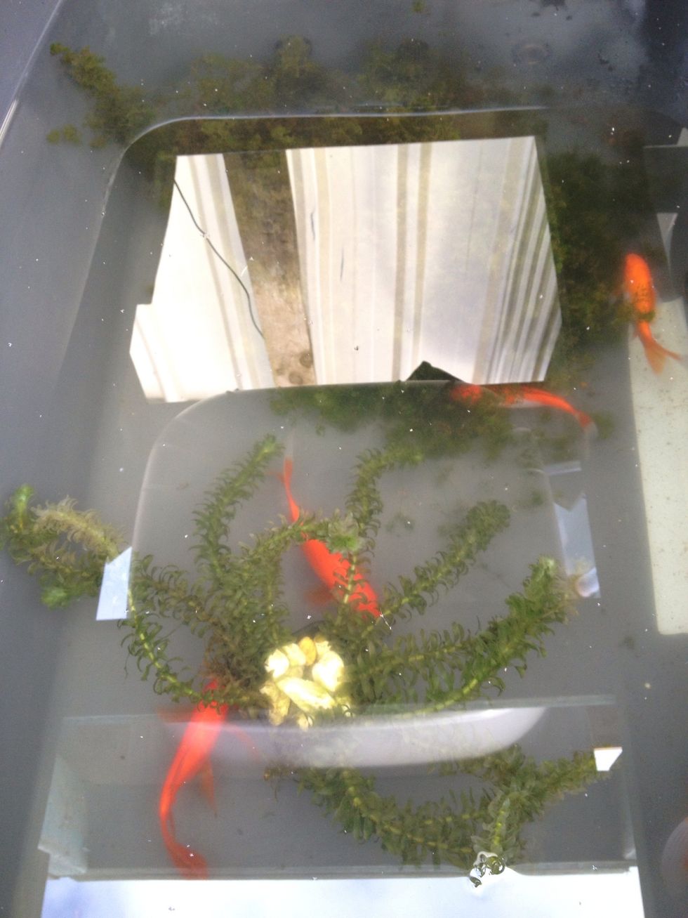 Check and remove all affected fish. They are the ACROBAT swimmers with no co-ordination