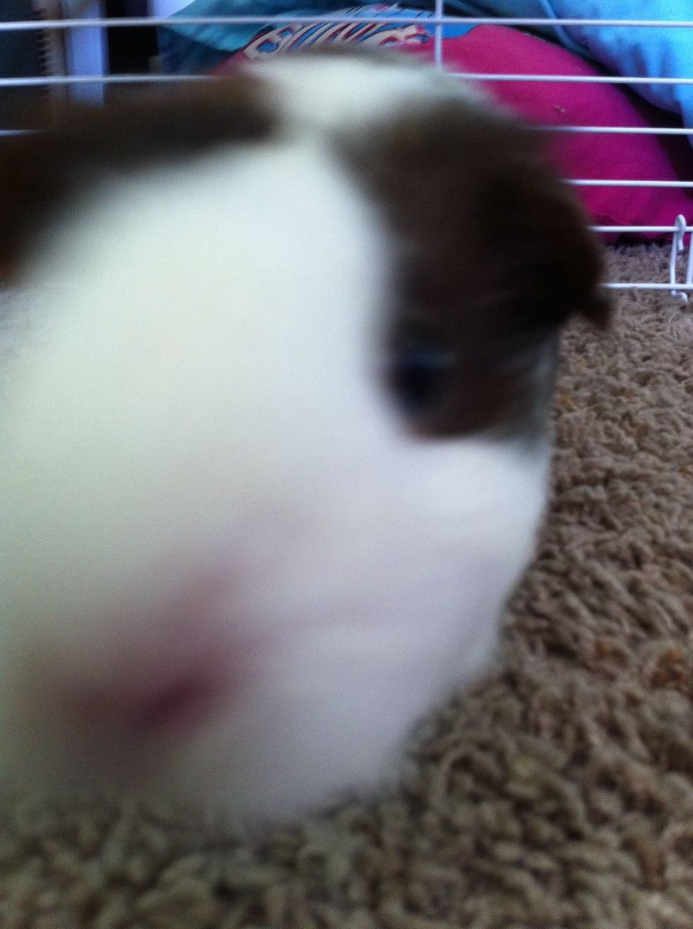 Check on the guinea pig where ever u put it!