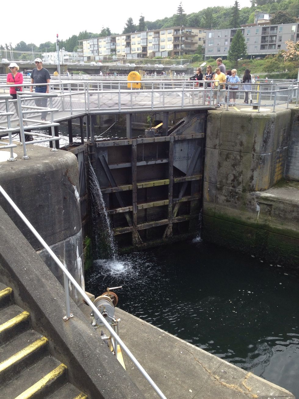 Check out the boat locks and fish ladder near Lake Union.