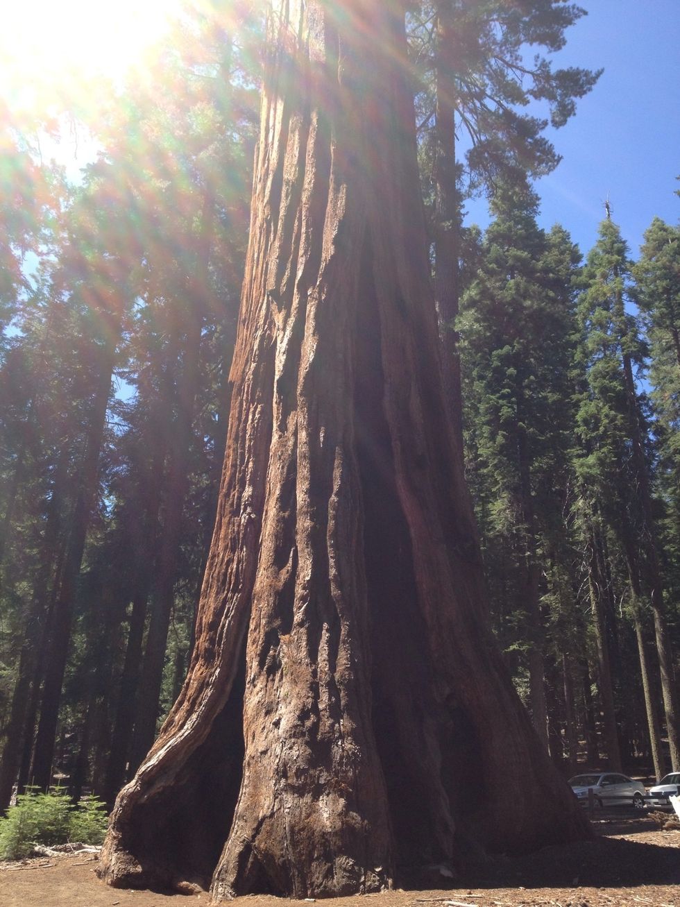 Check out the famous Grizzly Giant.