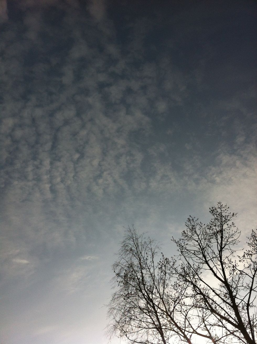 Check the season. If it's early spring you can tap your birch. From February until April. Be sure the birch has no leaves yet.