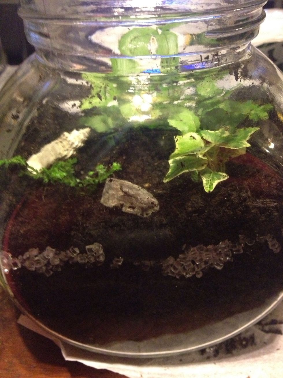 Check with a garden centre employee or research what types of plants can go in a terrarium and make sure you specify if you have a lid or not.