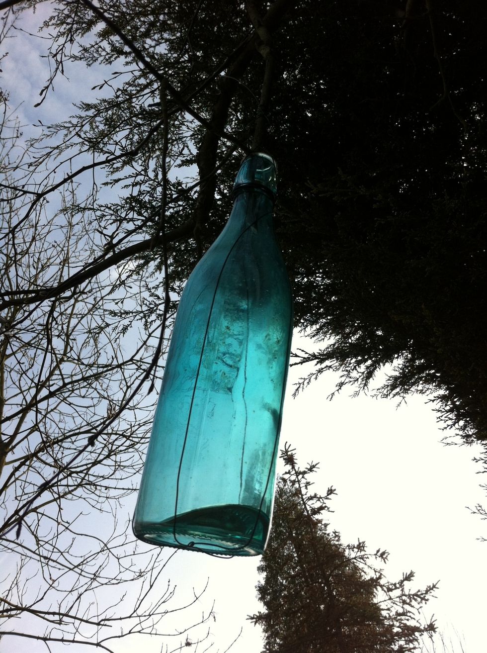 Check your bottle frequently, depending on the season it takes a day to get a liter of birchsap.