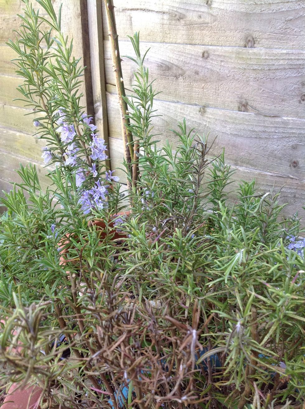 ... check your garden. I use rosemary and lavender from my garden.