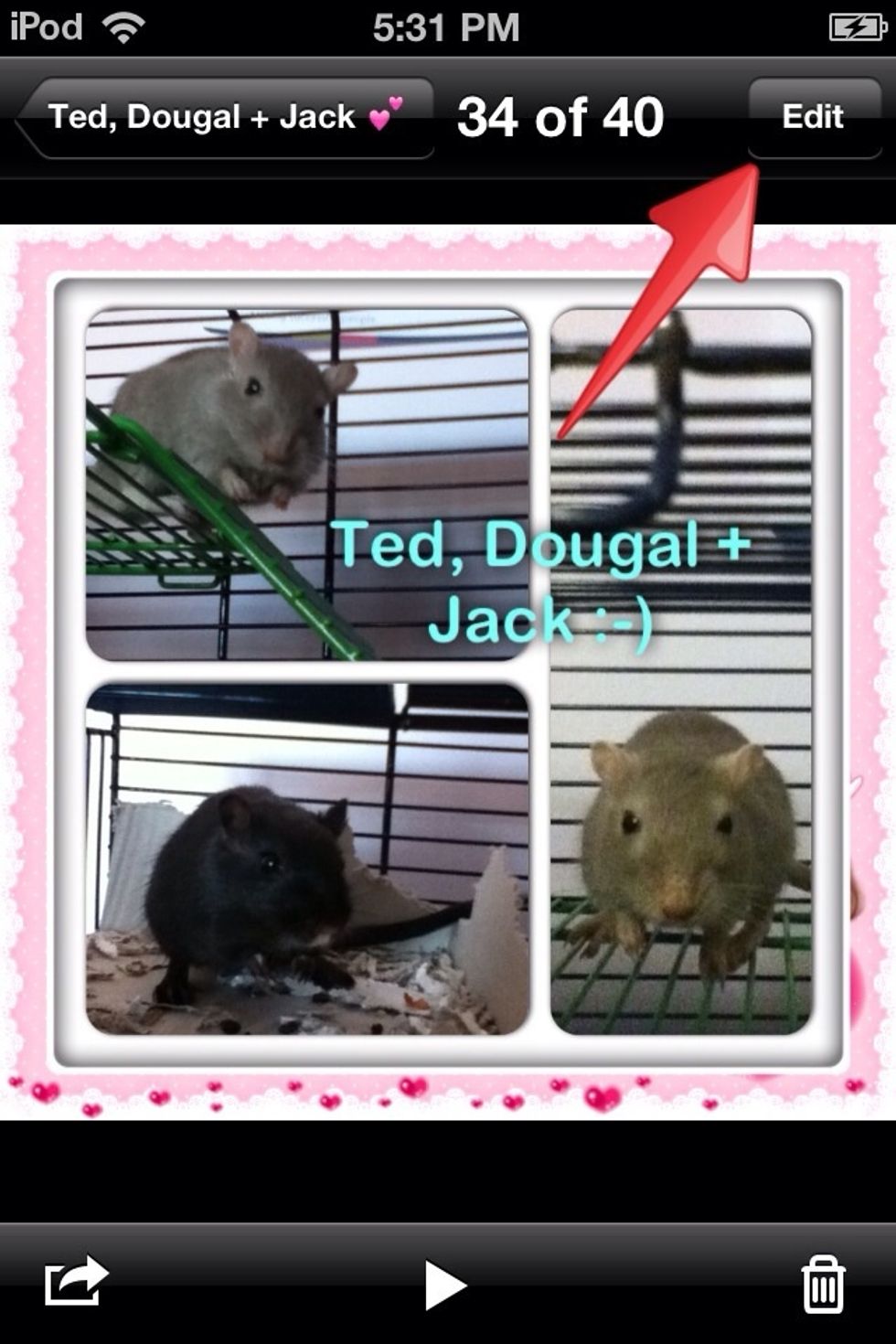 Choose a photo and select 'Edit'. (I have just picked a random pic of my gerbils for demonstration purposes lol)