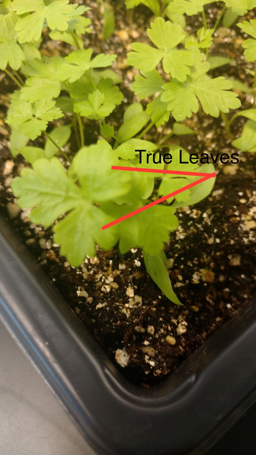Choose a seedling that has at least 1 set of true leaves