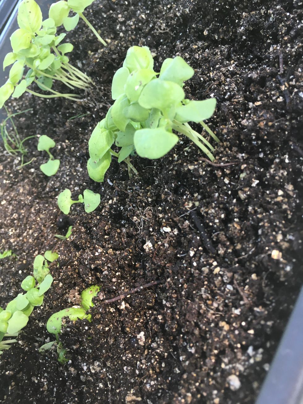 Choose a seedling that has at least 1 set of true leaves