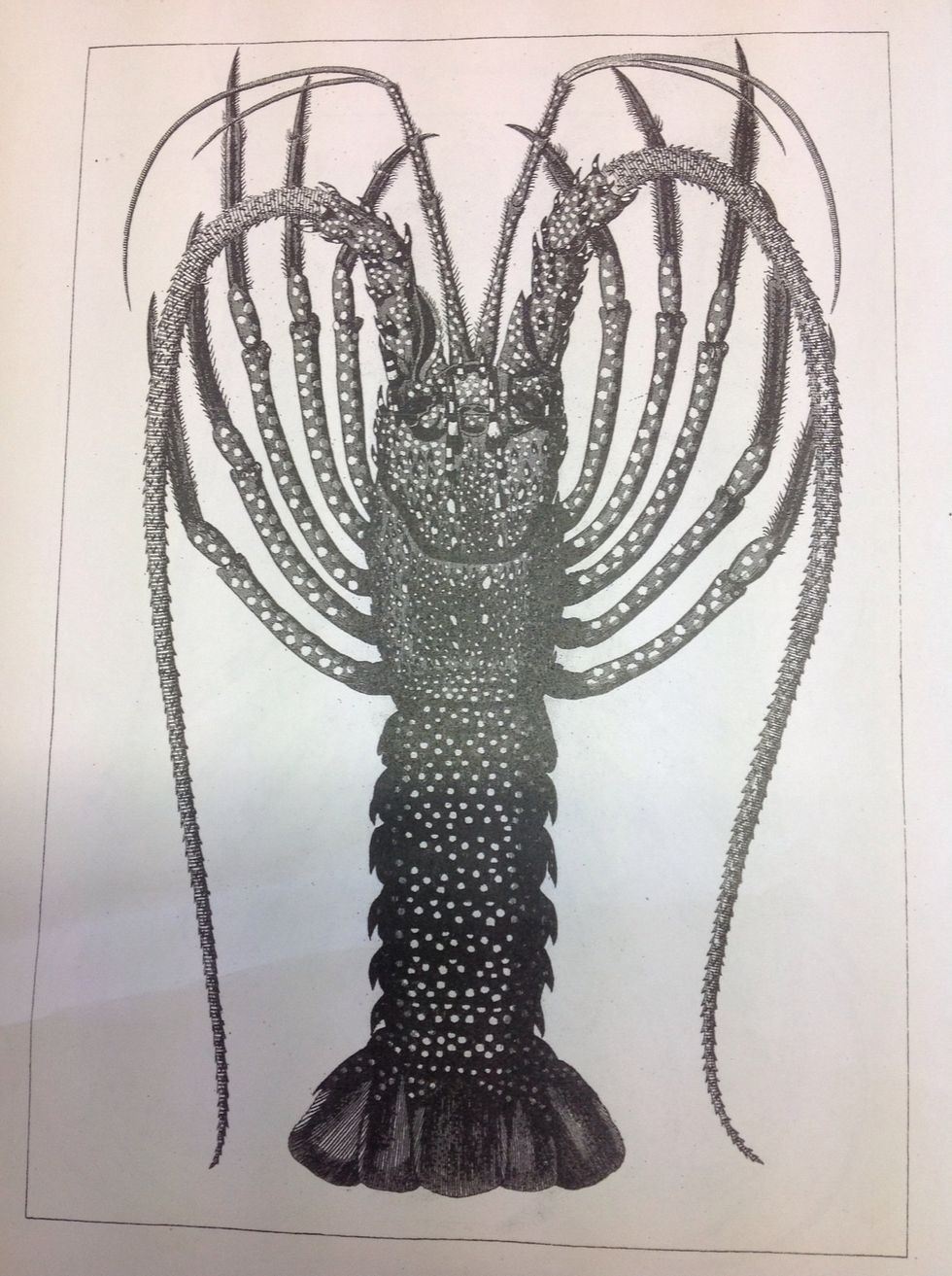 Choose subject for your Lino stamp. In the case we are using an animal drawing.