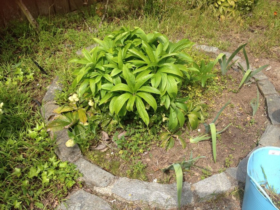 Choose the area you wish to plant.
