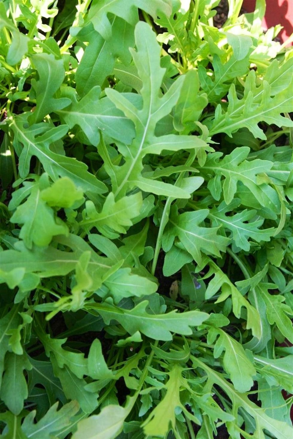 Chop that ruccola!