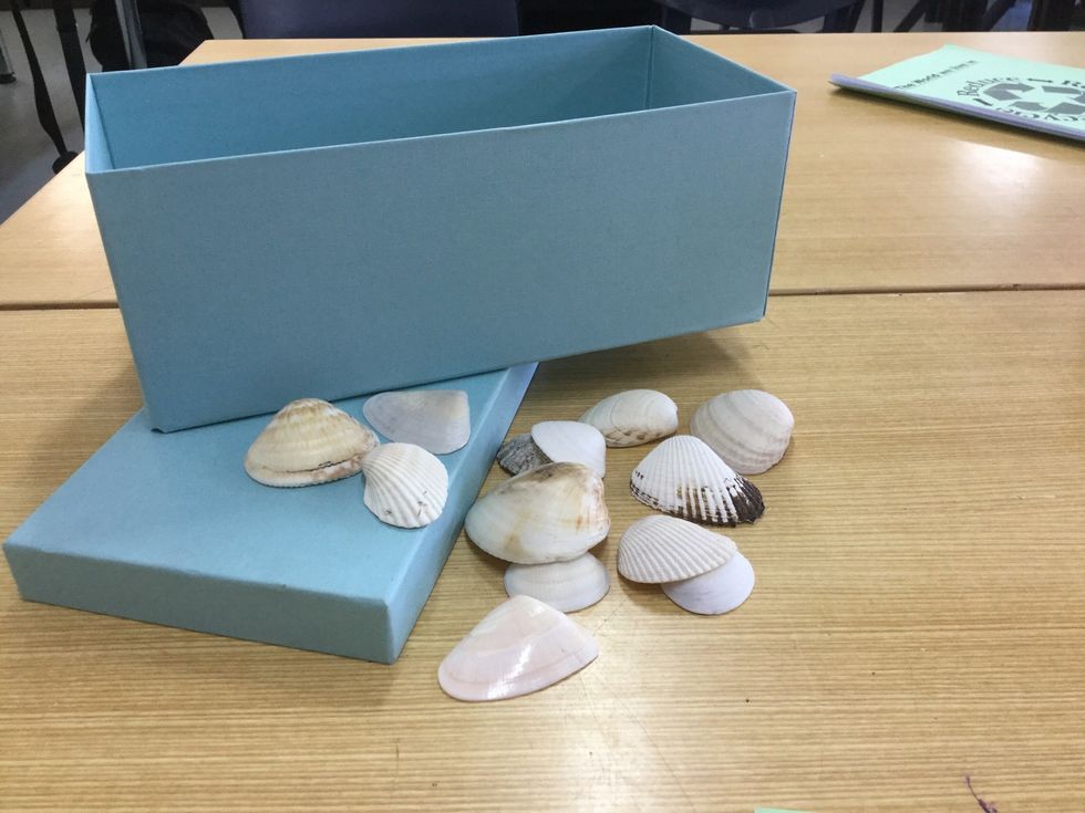 Chose a range of shells to add to your box. It can be any size or shape, just chose your favourites!