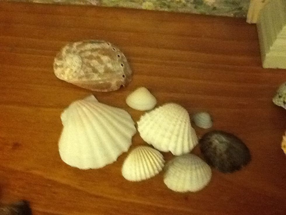 Clams and limpets they are actually two dif groups but I will list them as one. They are obvious to sort but NEVER touch one if it is still closed you might kill it...