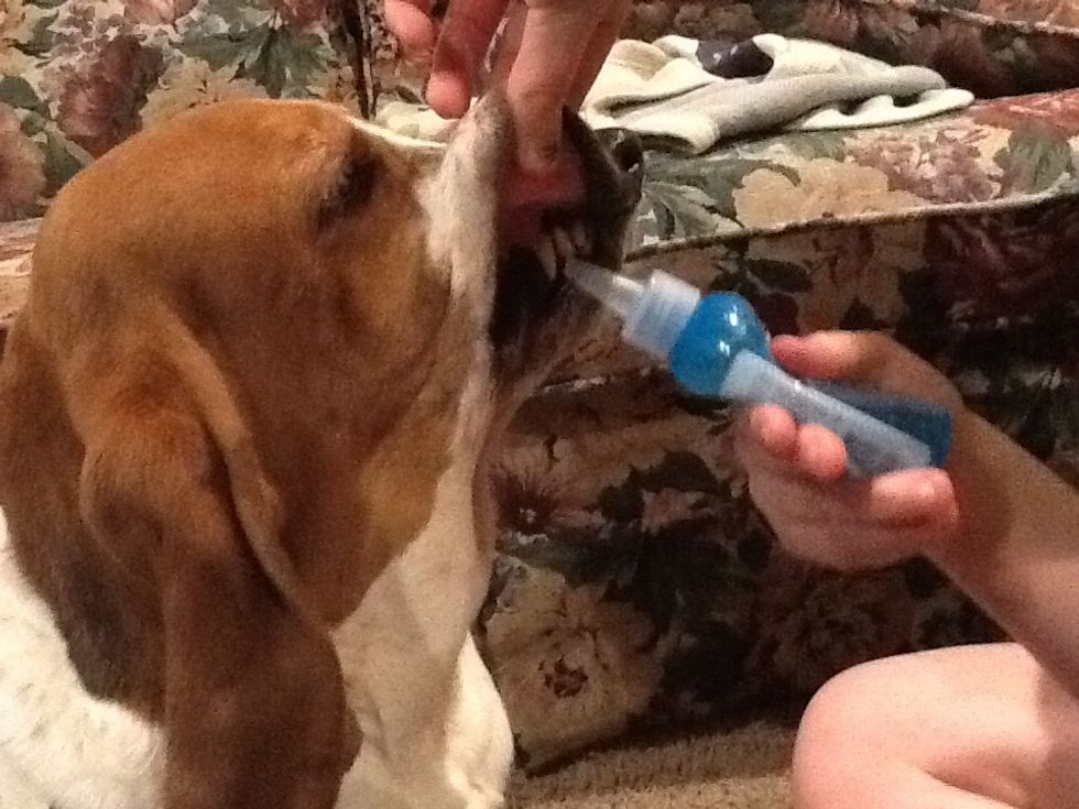 Clean the dogs teeth.