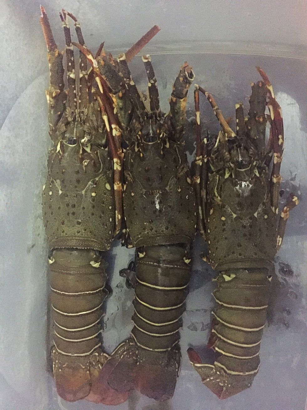 Clean the lobsters