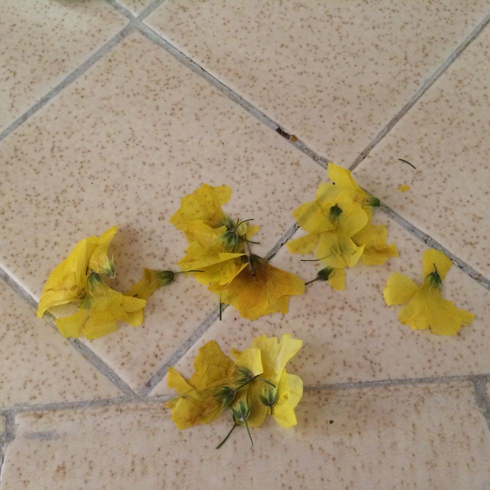 Collect flowers and press them at least two weeks before making votive holder.